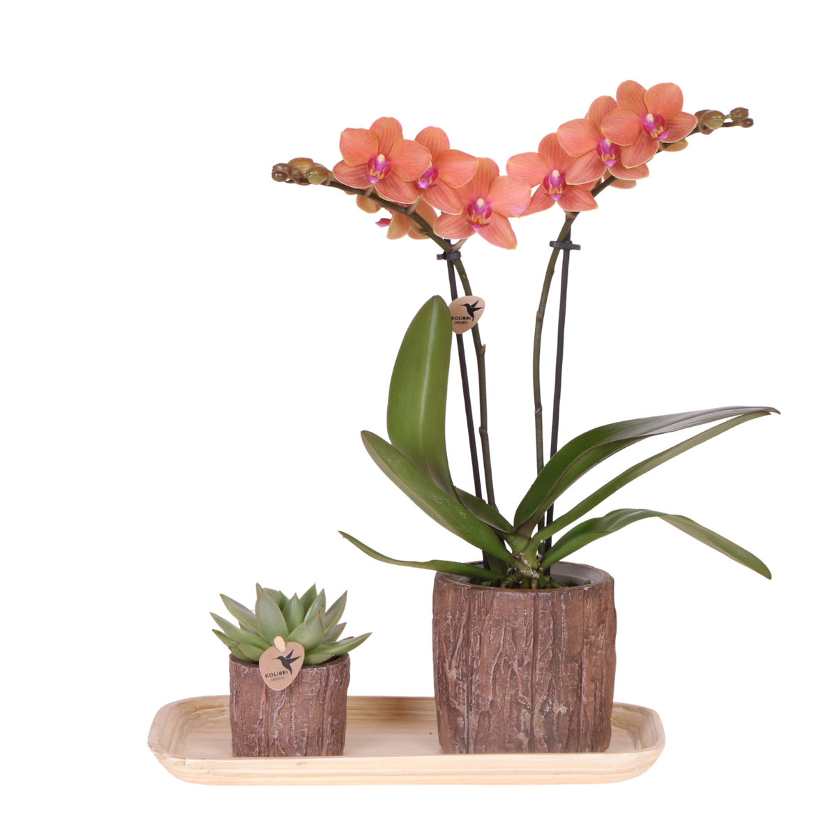 Kolibri Orchids | Gift Set Tree - Oranje Phalaenopsis Orchidee Mineral Bolzano & Succulent