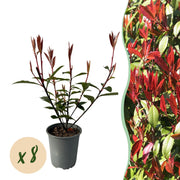 Photinia fraseri Carre Rouge - blad rood groen - 8 planten - 1 strekkende meter - groenblijvend - pot 9cm hoogte 30-35cm