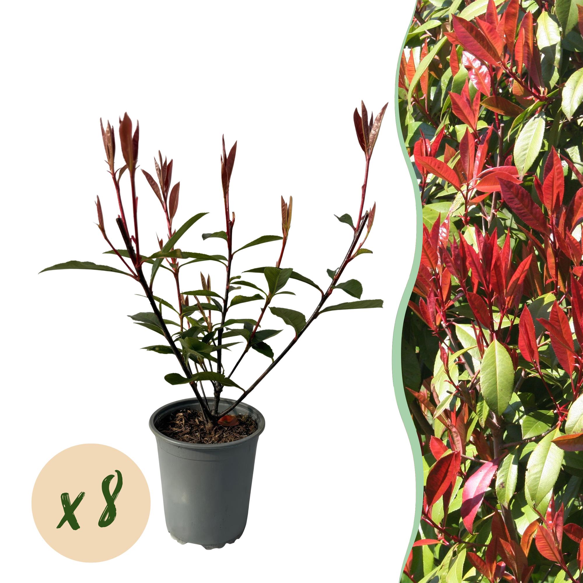 Photinia fraseri Carre Rouge - blad rood groen - 8 planten - 1 strekkende meter - groenblijvend - pot 9cm hoogte 30-35cm