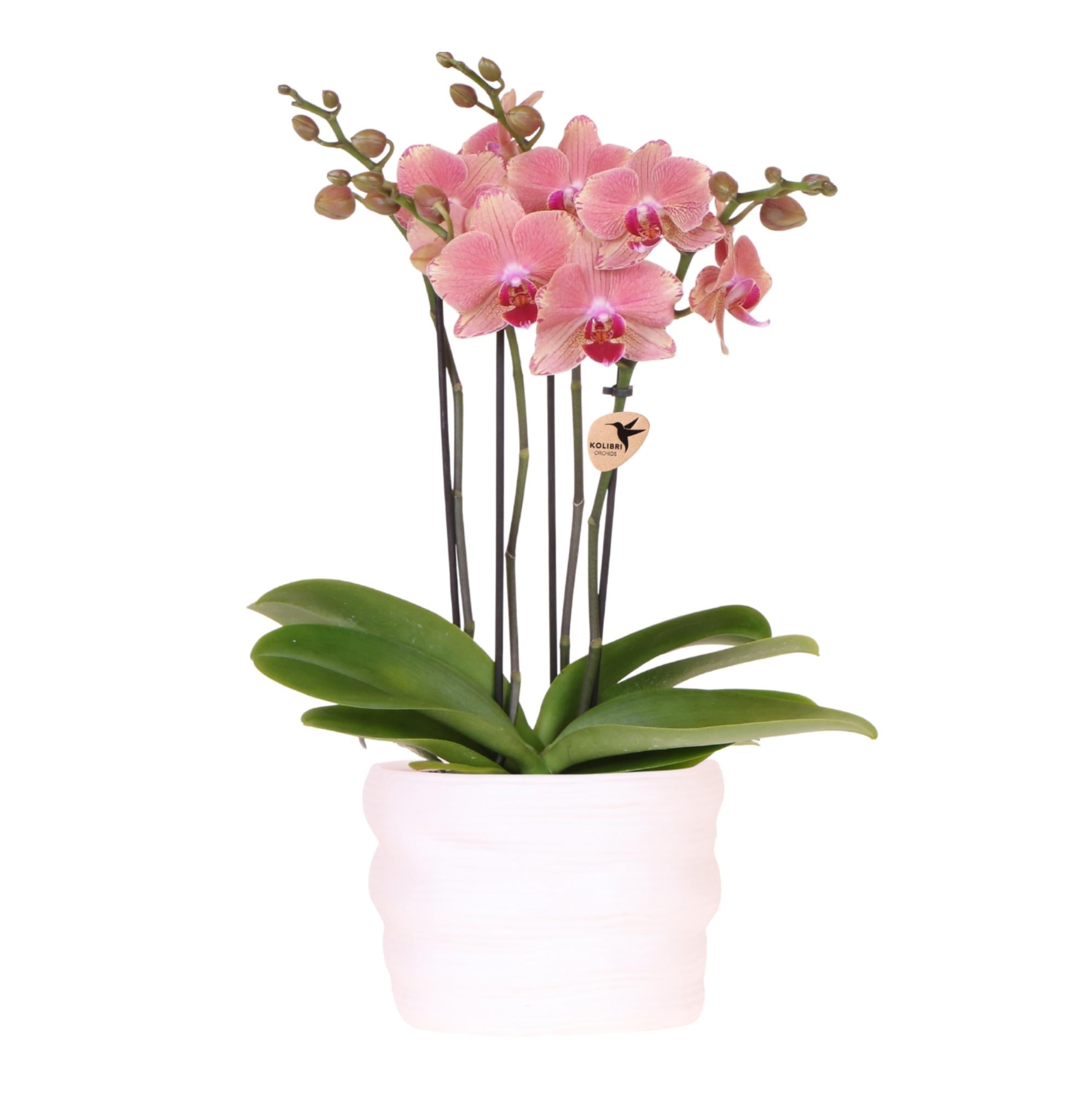 Blühende Zimmerpflanzen