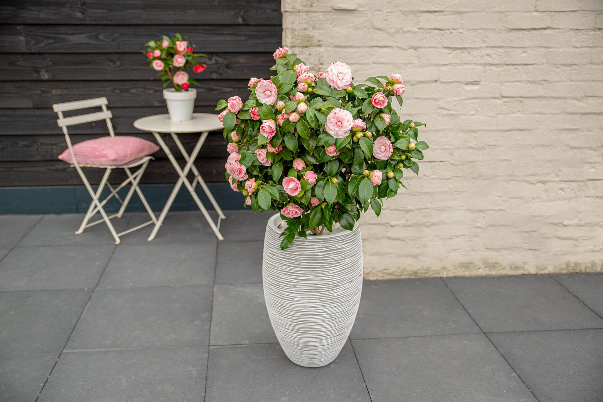 Camellia japonica Bonomiana - Ø19 - ↨65cm
