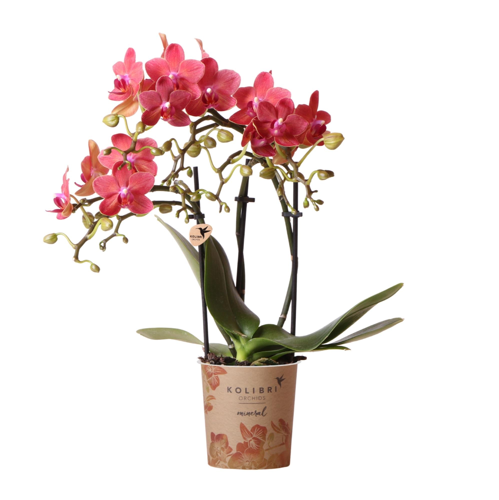 Orchidées Kolibri | Orchidée Phalaenopsis rouge, pot de 9 cm de diamètre | Congo | Plante d'intérieur fleurie - fraîchement cueillie