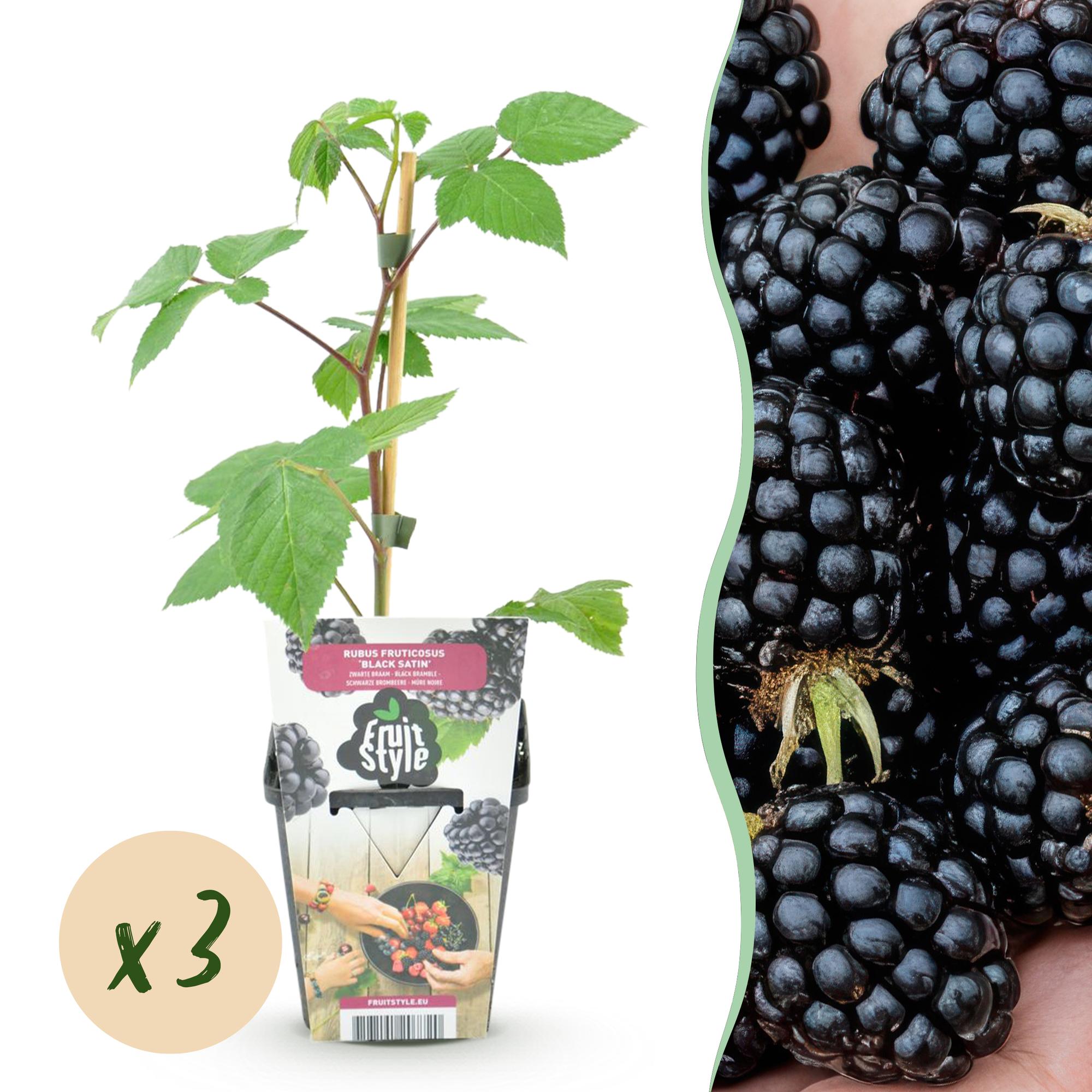 Braam - Rubus Black Satin - Winterhard - 3 Planten - Pot 9 cm - Zwarte Braam