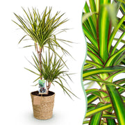 Dracaena Sunray - Drakenbloedboom - Weinig onderhoud - met mand - Groen - 1 Plant - Pot 21cm - Hoogte 90-100cm