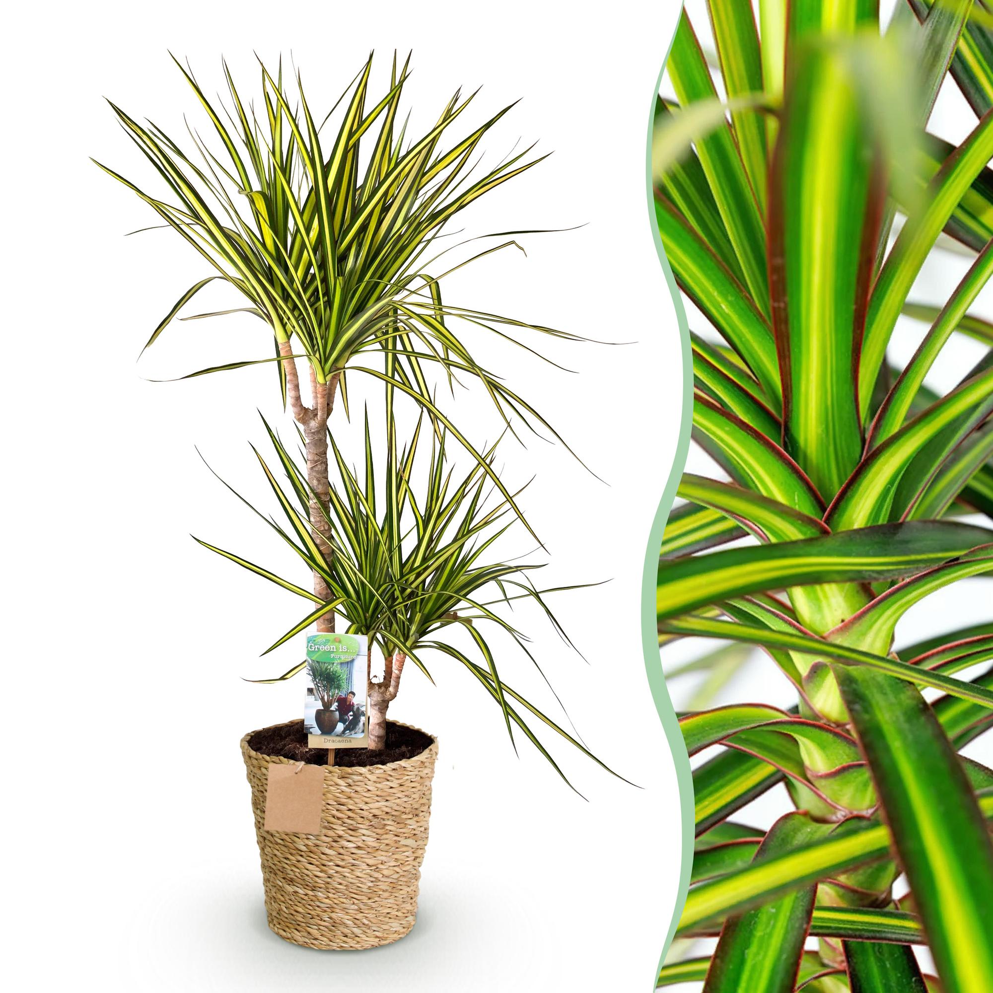 Dracaena Sunray - Drakenbloedboom - Weinig onderhoud - met mand - Groen - 1 Plant - Pot 21cm - Hoogte 90-100cm