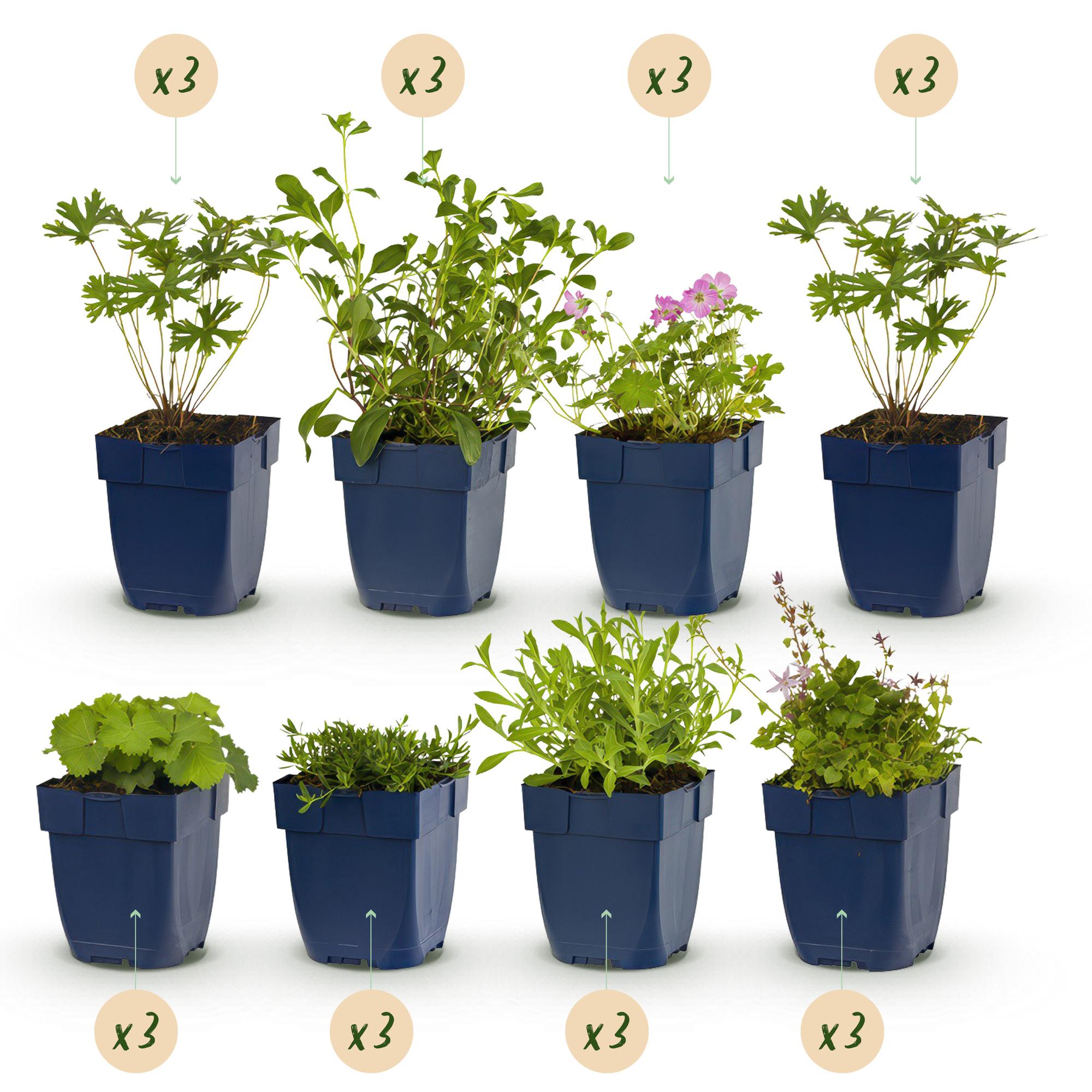 Borderpakket - Bodembedekkend - 24 Vaste planten - 3 m2 - Diversen kleuren - Weinig Onderhoud - Pot 11cm