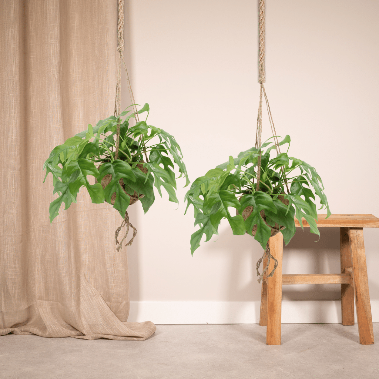 Kokodama Monstera Minima Hängepflanze (Fensterblatt) - 2 Stück - Ø 15 cm - ↕ 25 cm