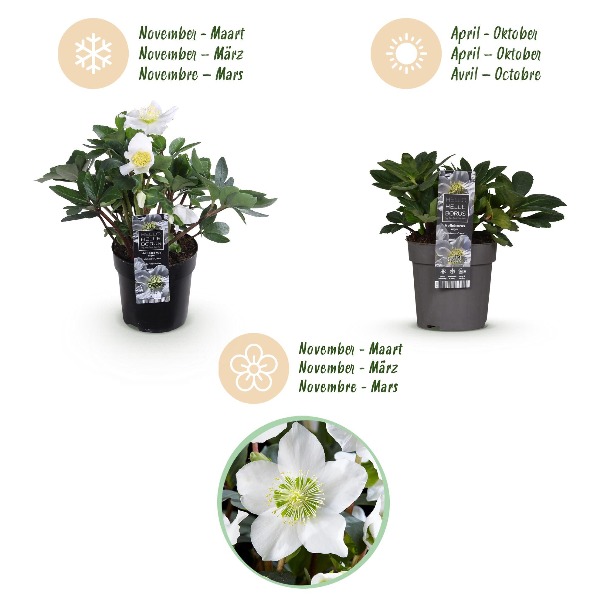 Kerstroos - Helleborus Christmas Carol  - Witte Bloem - 6 Planten - Groenblijvend - Pot 10,5cm Hoogte 25cm
