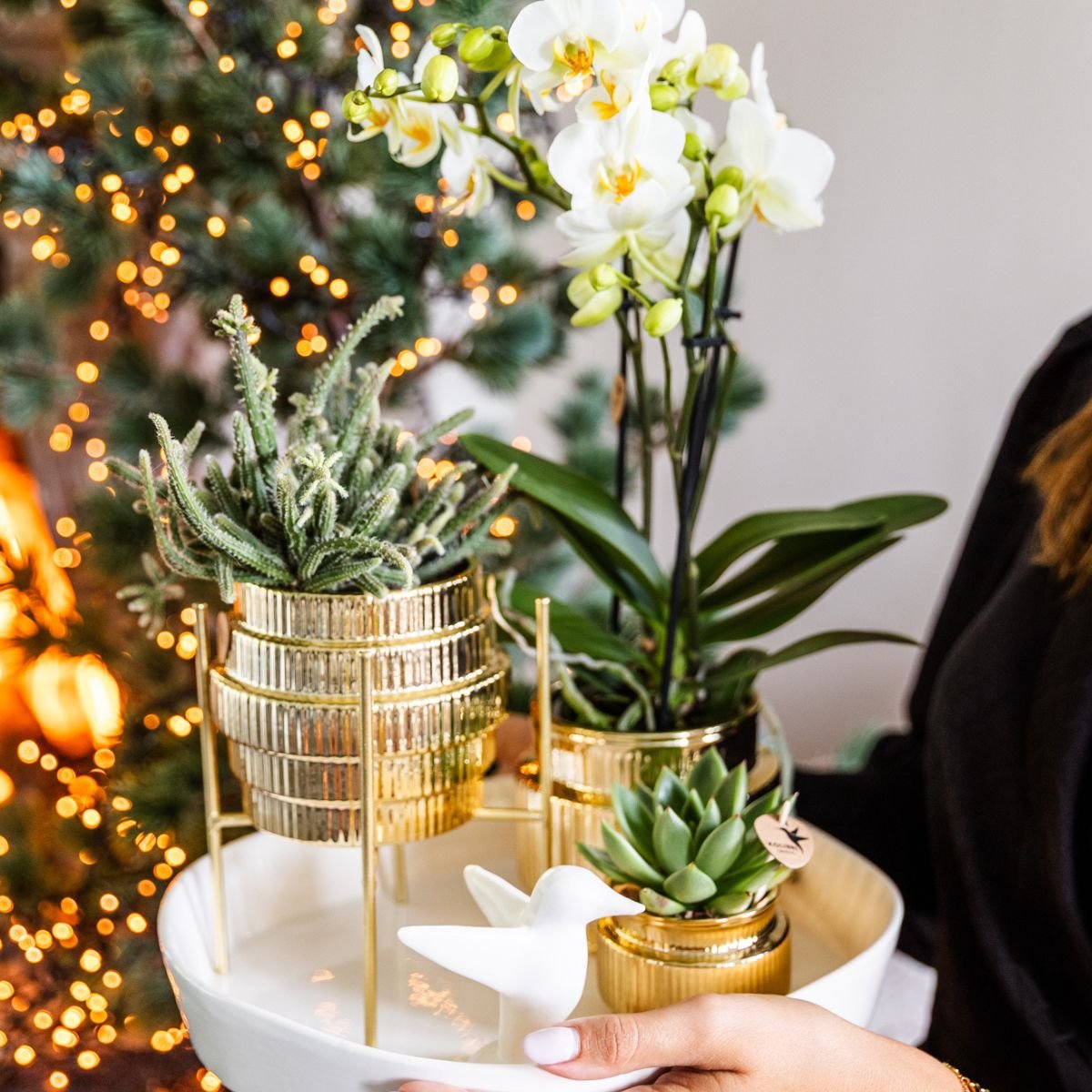 Kolibri Orchids | Gift Set Allure Shiny Goud - Witte Phalaenopsis Orchidee Mineral Amabilis & Succulenten