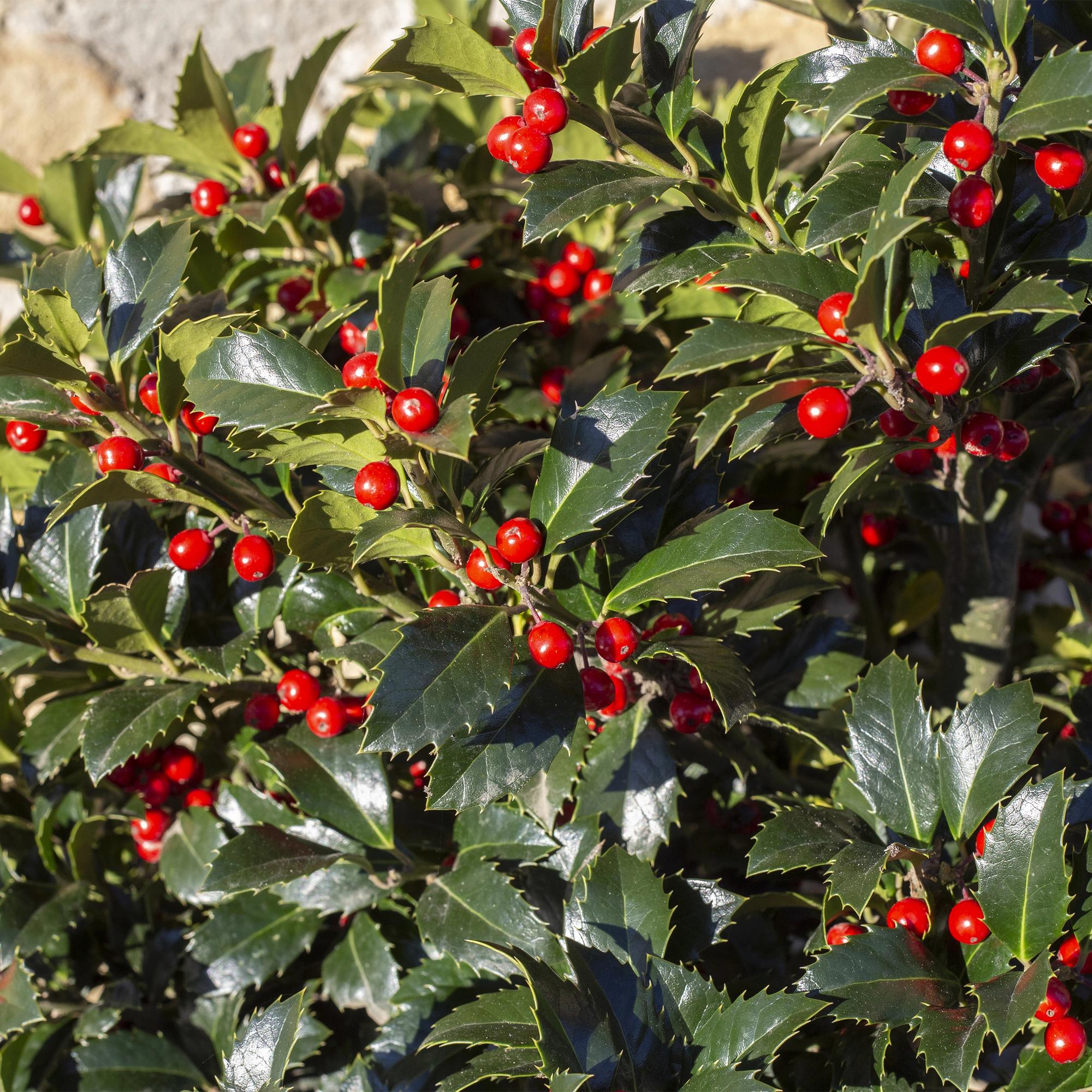 Green boutiQ – Steckling – Ilex meserveae 'Blue Maid' – Terrassenpflanze – Immergrün – Winterhart – Rote Beeren – Topfgröße 19 cm, Höhe 90 cm