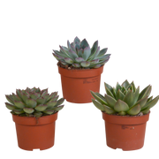 Echeveria-Mix 10,5 cm - 3 Stück - ohne Topf