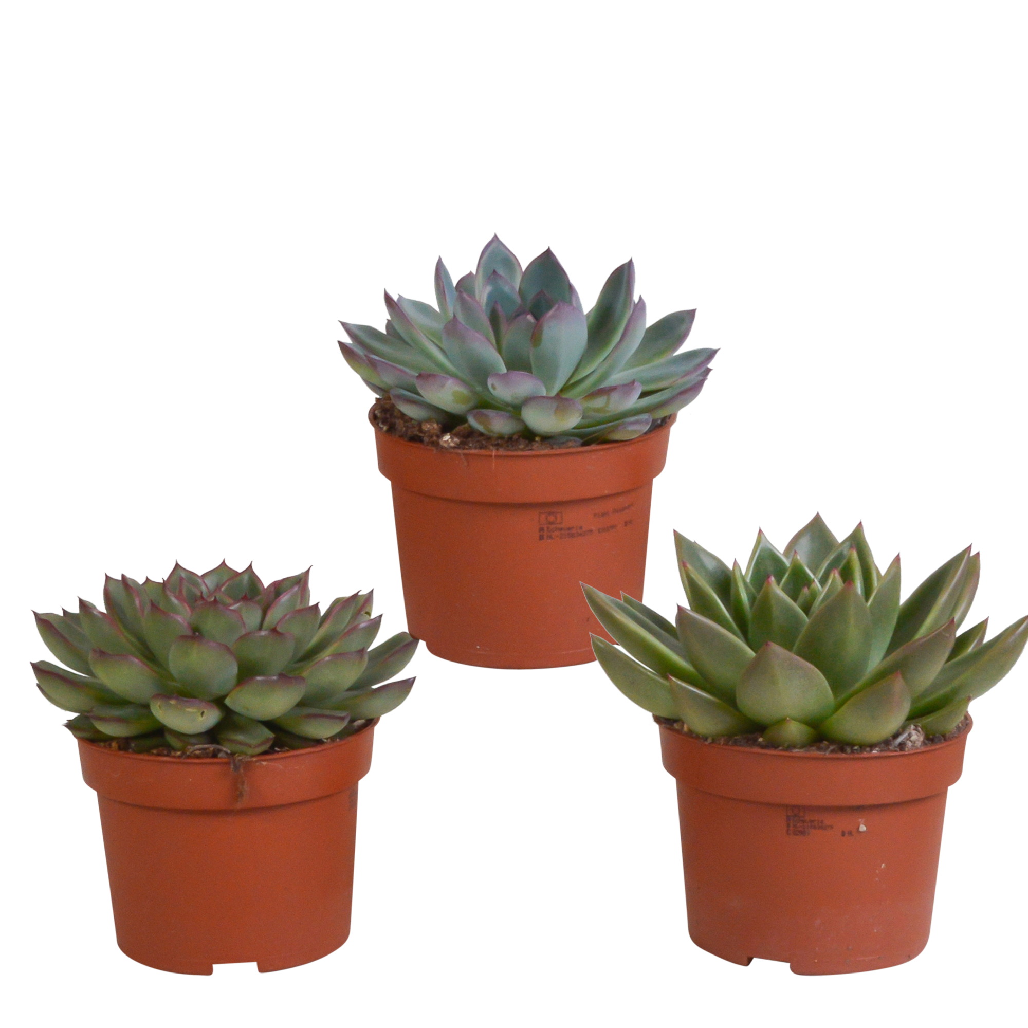 Echeveria-Mix 10,5 cm - 3 Stück - ohne Topf
