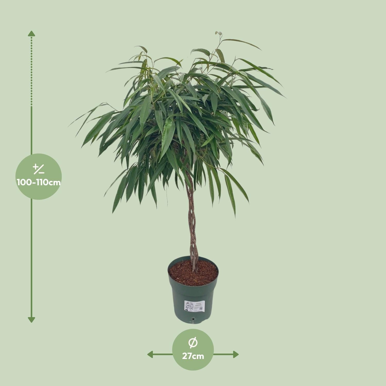 Ficus Mahori / Alii Tressé - Ø27cm - ↕110cm