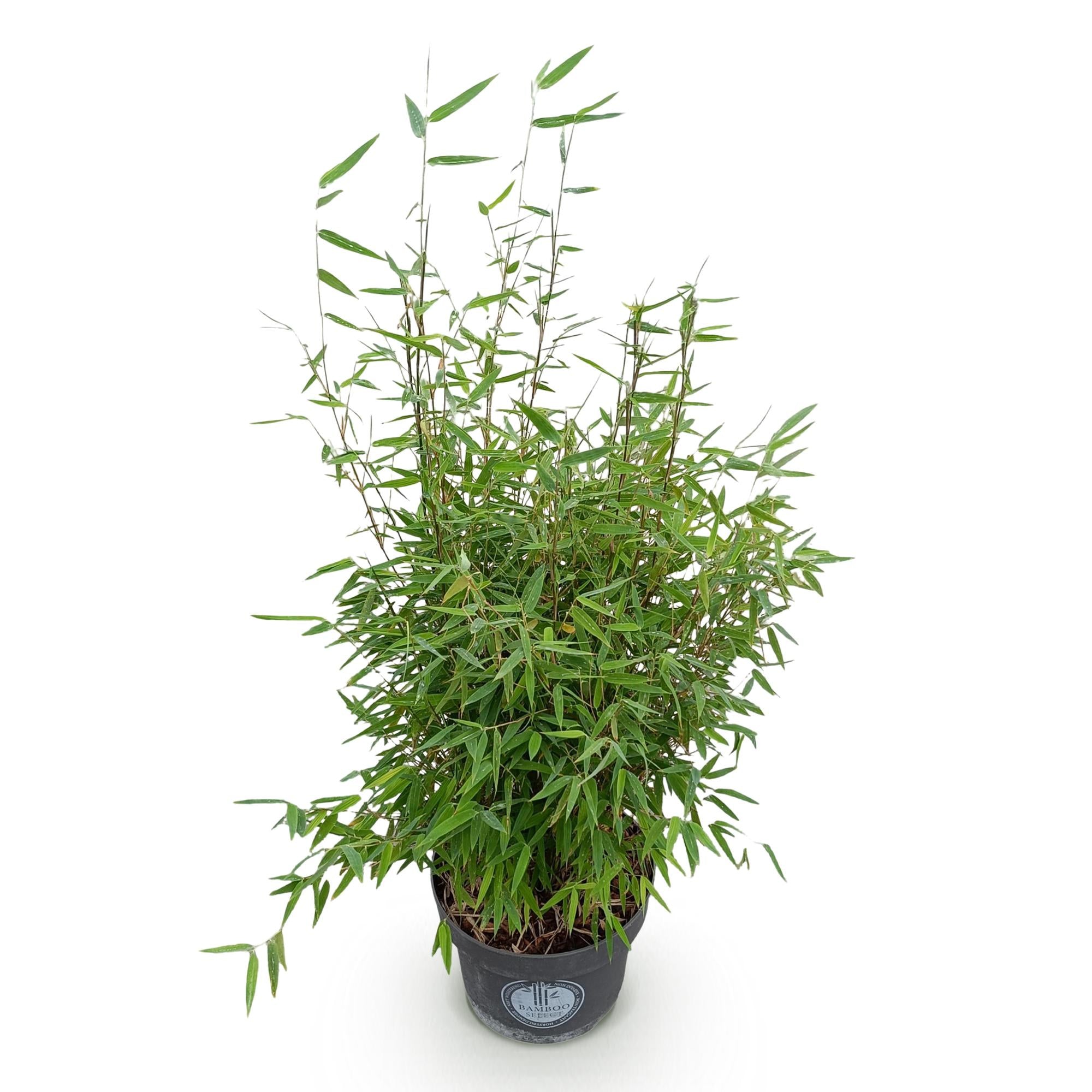 Fargesia nitida Red Dragon - Niet Woekerende Bamboe - Bladhoudend - Groen - 1 Plant - Pot 23 cm - Hoogte 80 cm