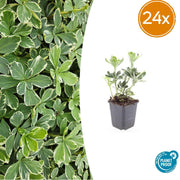 24x terme Pachysandra. 'Variegata' - ↕10-25cm - Ø9cm