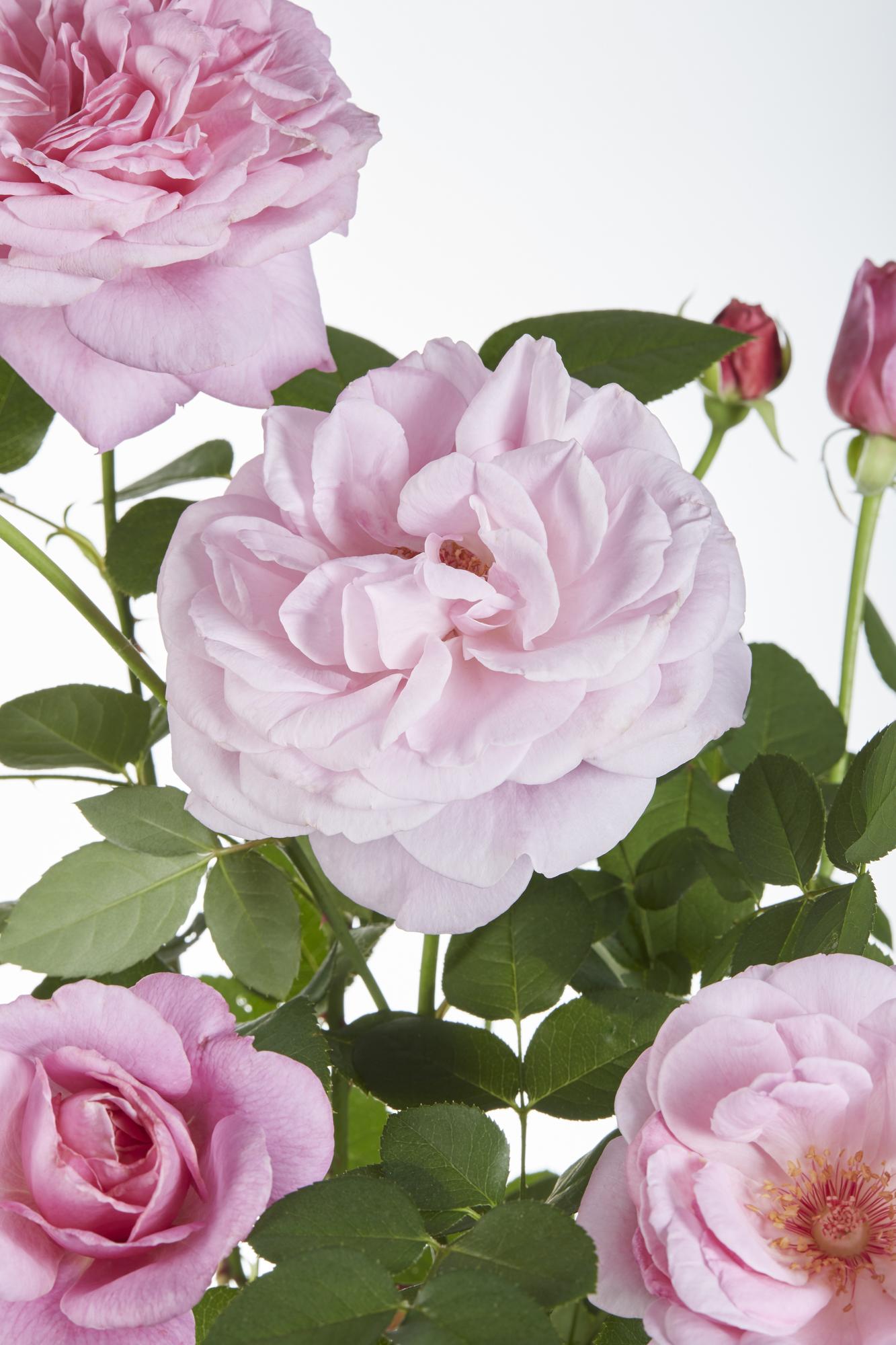Rosa 'Pink' de Crazy in Love - Rosa rosa - Ø15cm - ↕65cm