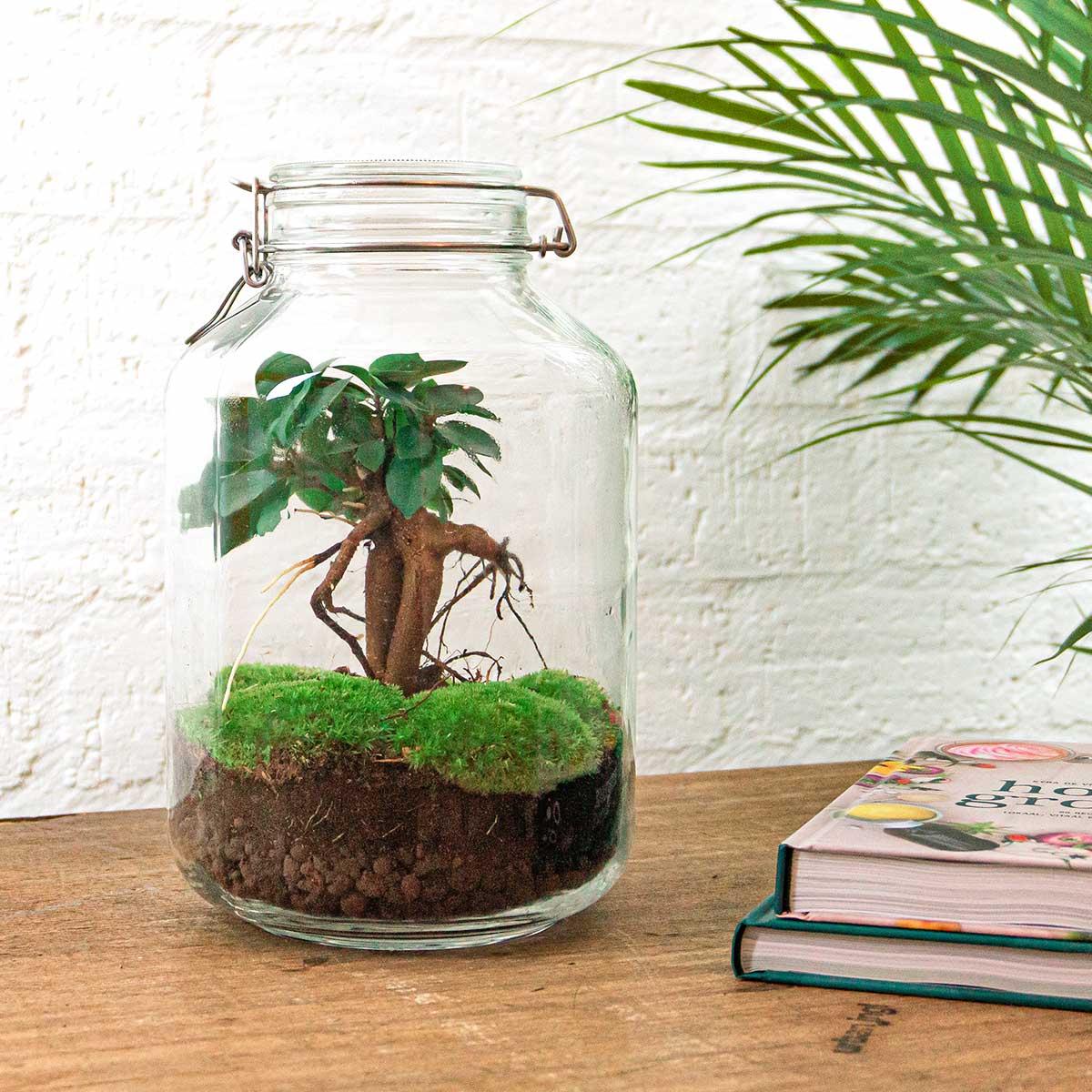 DIY-Terrarium - Glas - Ficus Ginseng Bonsai - ↕ 28 cm - Normal
