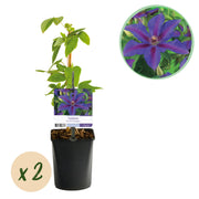 Green boutiQ – Kletterpflanze – Clematis 'Mrs. N. Thompson' – Rosa Blüte – Pflegeleicht – 2 Pflanzen – Topf 11 cm, Höhe 40 cm