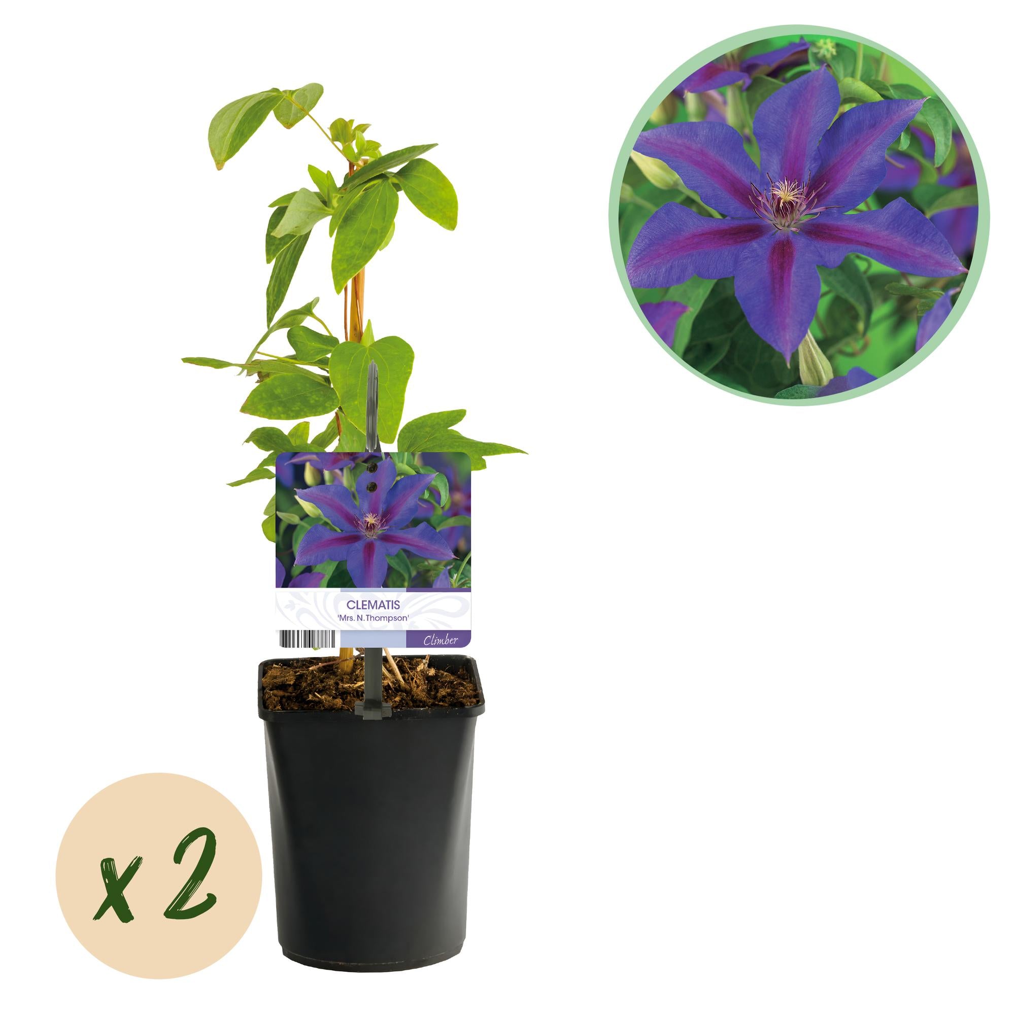 Green boutiQ – Kletterpflanze – Clematis 'Mrs. N. Thompson' – Rosa Blüte – Pflegeleicht – 2 Pflanzen – Topf 11 cm, Höhe 40 cm