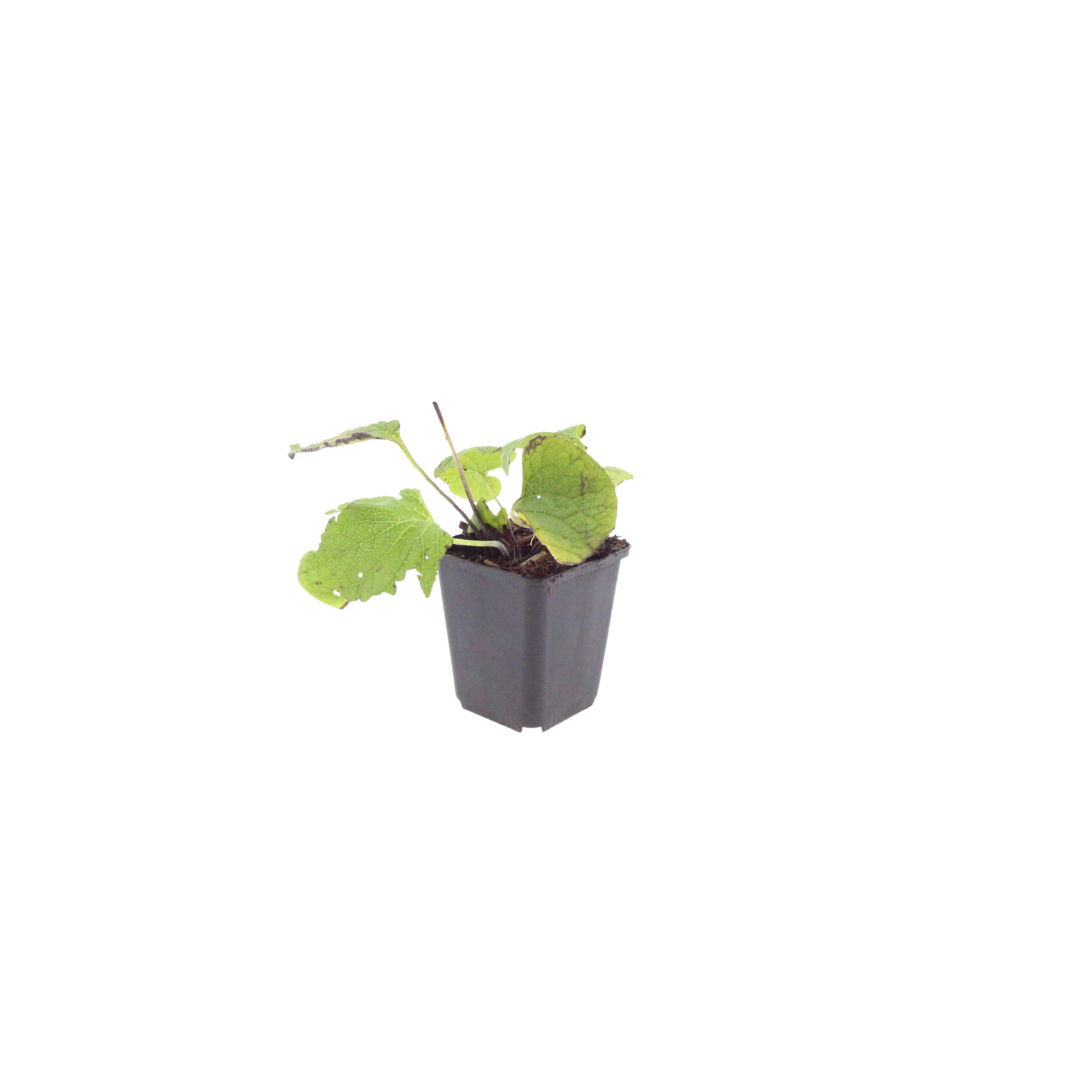 60x Brunnera macrophylla - ↕10-25cm - Ø9cm