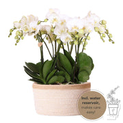 Kolibri Orchids | Juego completo de orquídeas en cesta de algodón | Tres orquídeas blancas Gante de 12 cm | Ramo Mono blanco con depósito de agua incluido.