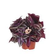 Kolibri Greens | Tradescantia Zebrina  - Ø9cm