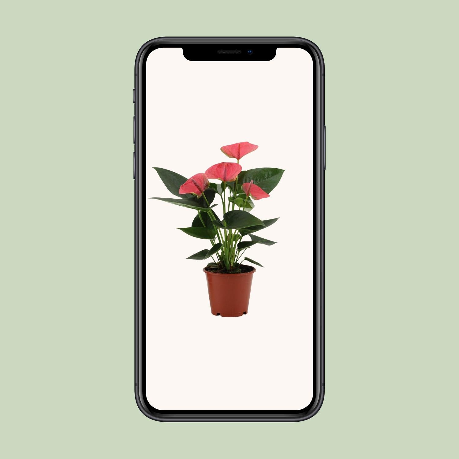 Anthurium Sweet Dream in custodia trasparente - Ø12cm - ↕36cm