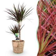 Dracaena Magenta - Drakenbloedboom - Weinig onderhoud - met mand - Groen - 1 Plant - Pot 21cm - Hoogte 90-100cm