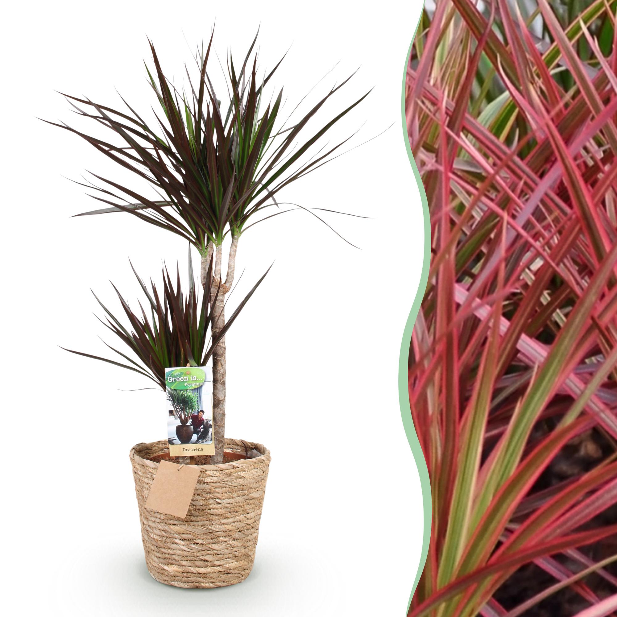 Dracaena Magenta - Drakenbloedboom - Weinig onderhoud - met mand - Groen - 1 Plant - Pot 21cm - Hoogte 90-100cm