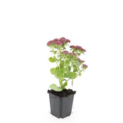 24 Sedum 'Herbstfreude' - ↕10-25cm - Ø9cm