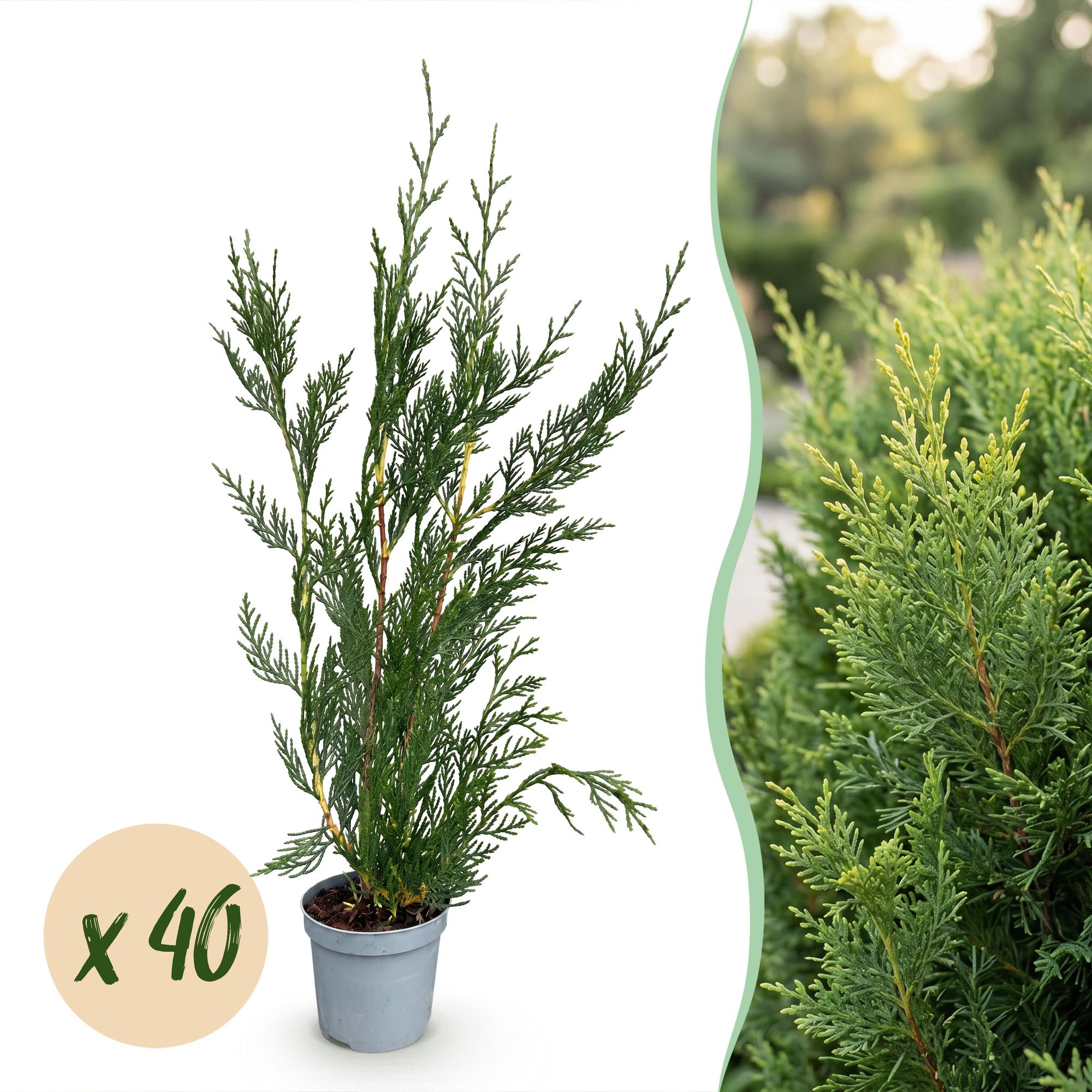 Cupressocyparis leylandii 2011 - Leylandii 40x - Haagplanten - Groenblijvend - Groen - Pot 9cm - Hoogte 30-40cm