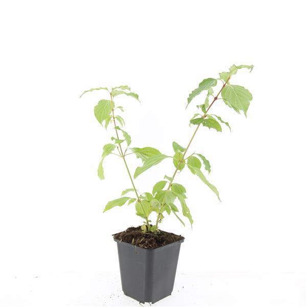 48x Cornus sang. 'Arancia invernale di Anny' - ↕10-25cm - Ø9cm