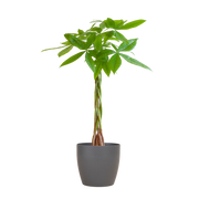 Pachira Aquatica met Viber grijs - 80cm - Ø21