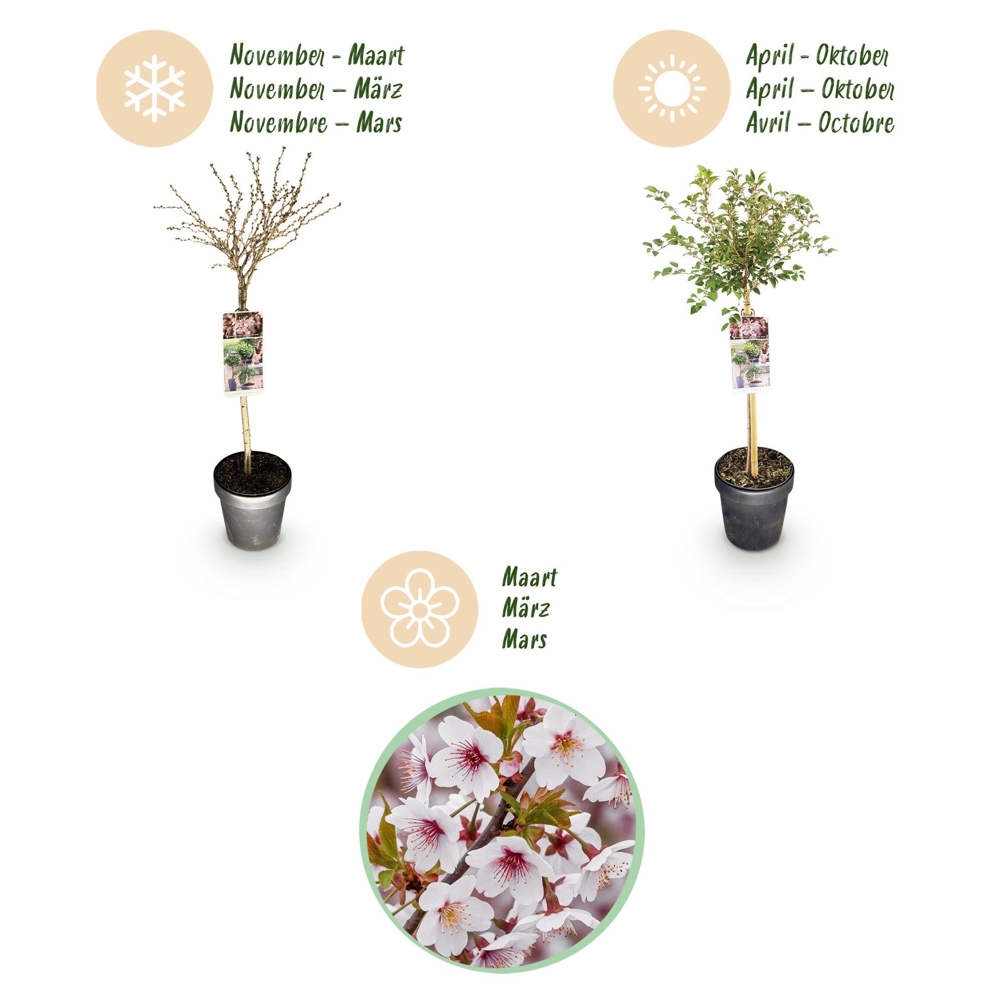 Prunus incisa Koujou-no-mai - Terras Plant - Bladverliezend - Winterhard - Witte Bloem - Pot 19cm Hoogte 90cm
