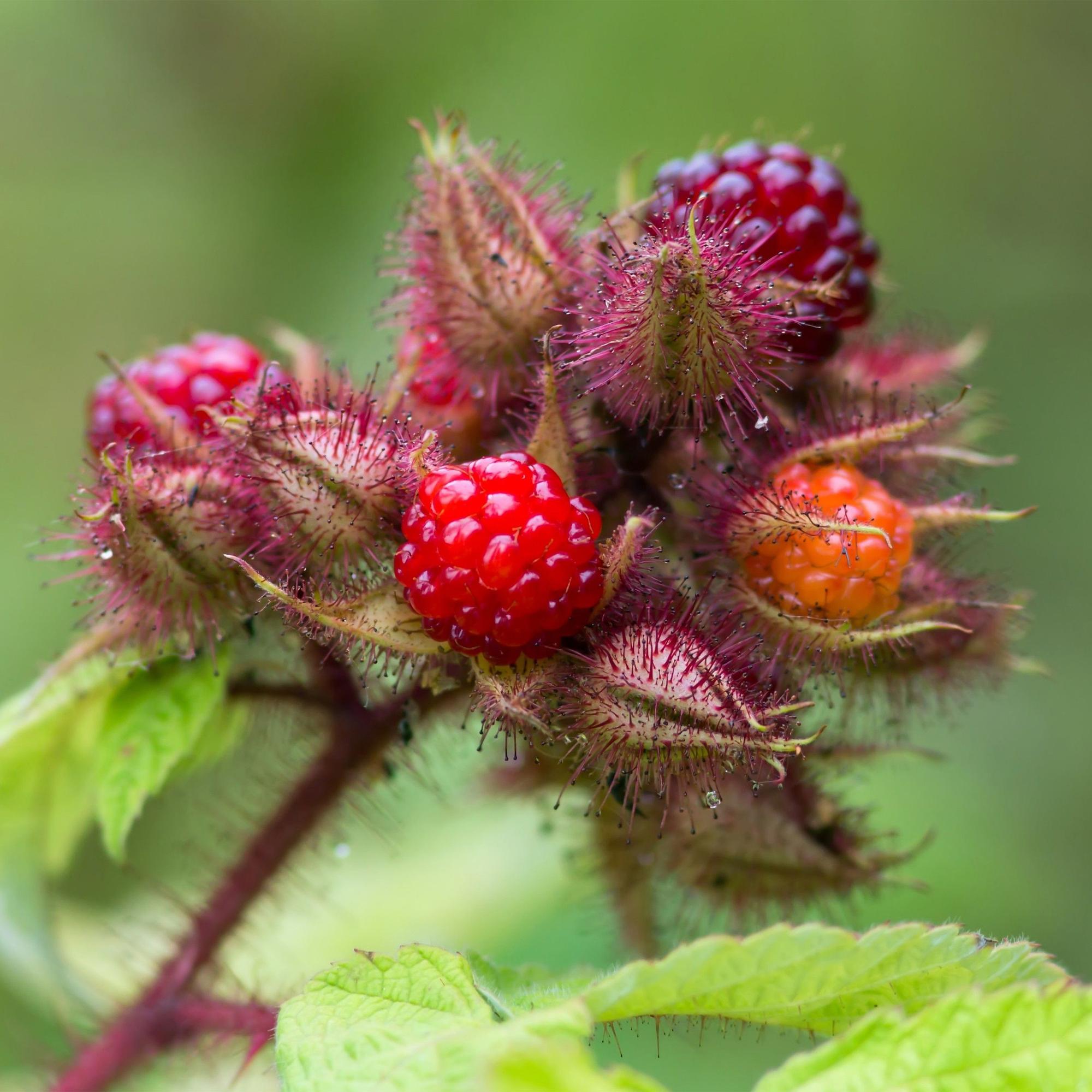 Rubus phoenicolasius - Japanse wijnbes - Winterhard - Fel Rode Framboos - 2 Planten - Pot 15cm - Hoogte 50cm
