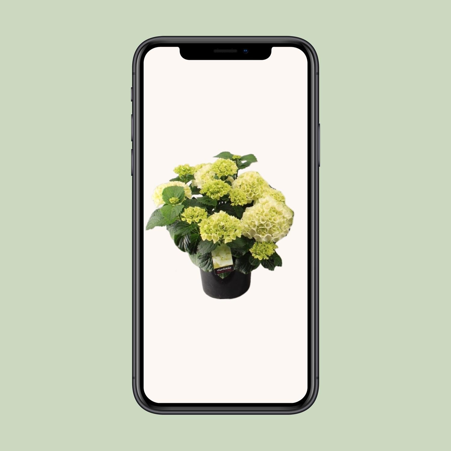 Hortensia Wit P23 - Ø23cm - ↕40cm