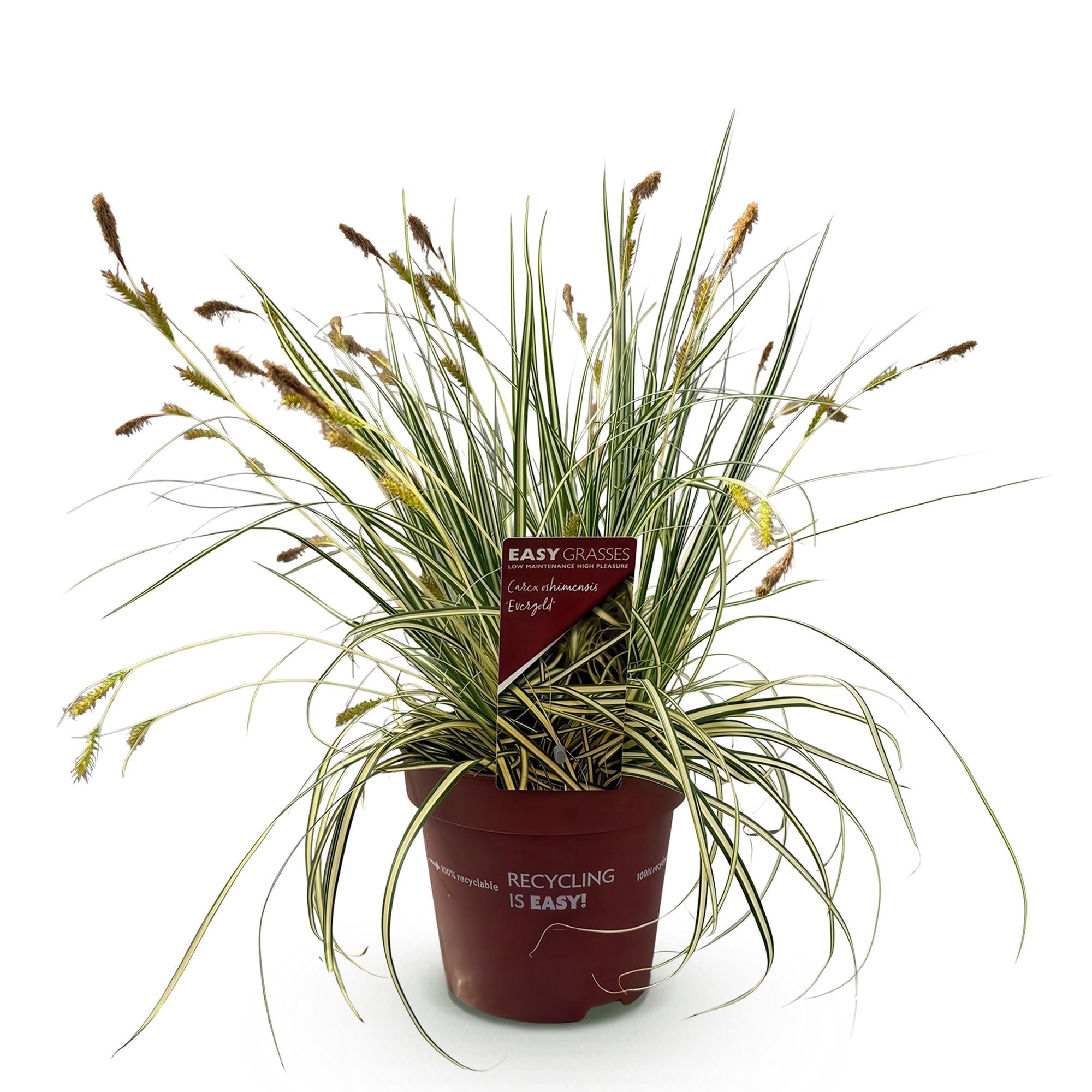 Carex oshimensis Evergold - Geel & Groen - 1 Plant - Groenblijvend - Winterhard - Pot 17cm Hoogte 50cm
