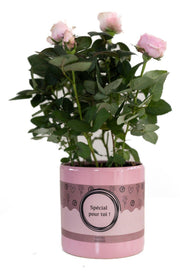 Rosa Light Pink In P&PURE "SPECIAL POUR TOI" Packaging - Ø12cm - ↕30cm