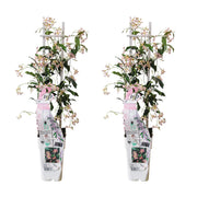 2x - Trachelospermum 'Ibizas stjärna' - ↨65cm - Ø15