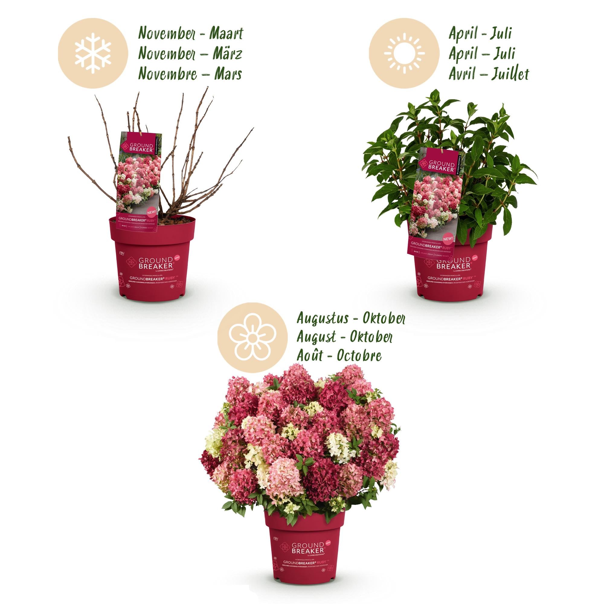 Hydrangea panniculata Groundbreaker Ruby - Pluimhortensia - Winterhard - Rood - 4 Planten - Pot 14cm -Hoogte 20-25cm