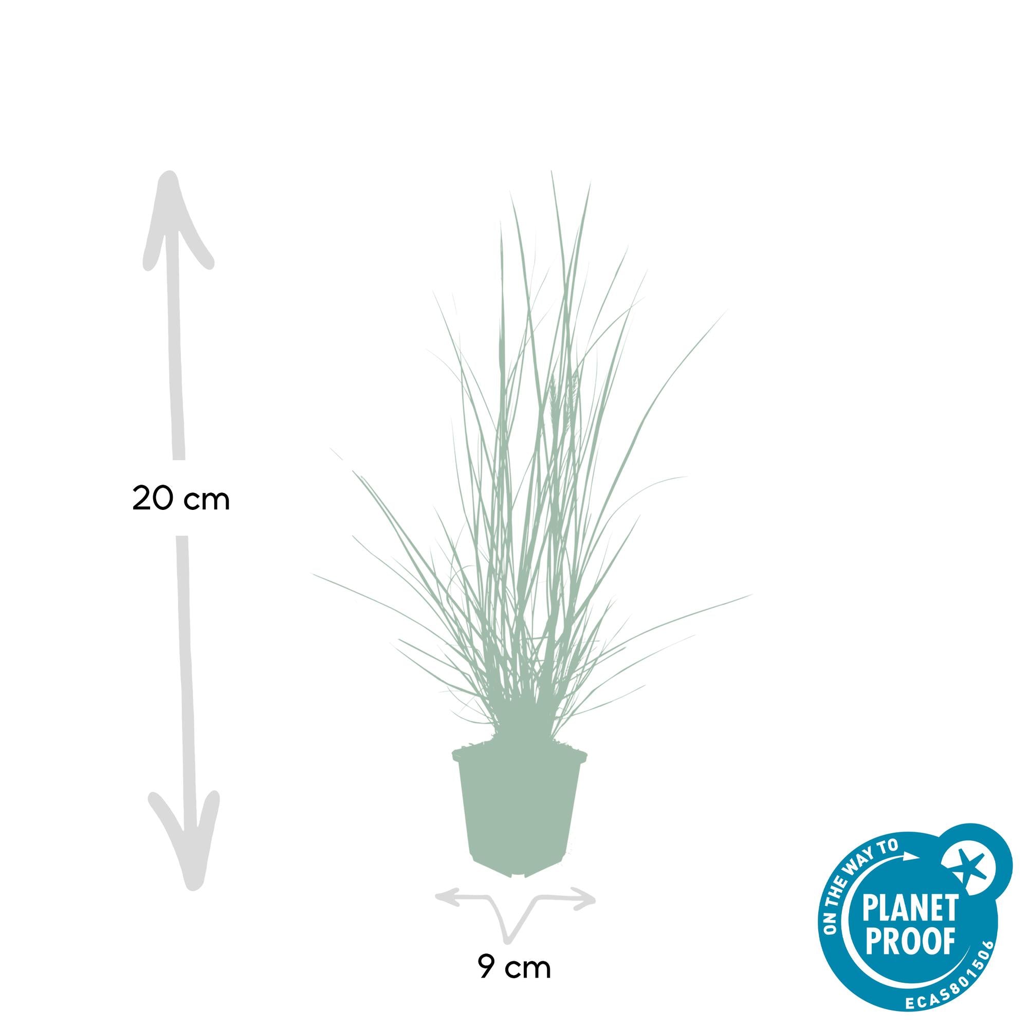 48x Pennisetum alopecuroides 'Hameln' - ↕10-25cm - Ø9cm