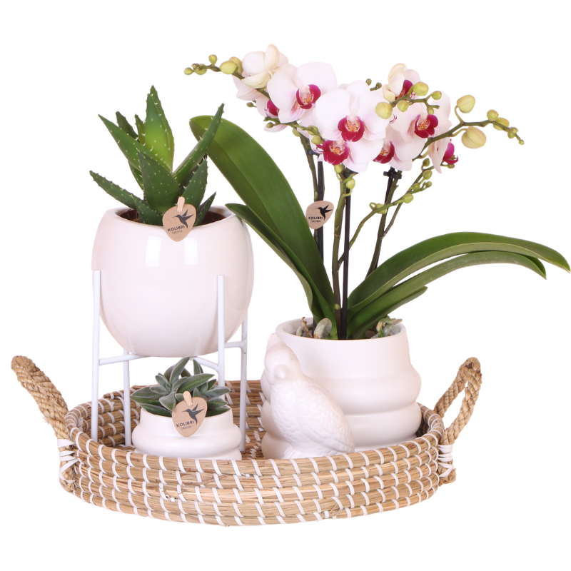 Kolibri Orchids | Giftset Large White | Gibraltar orchidee Ø9cm + groene planten – incl. sierpotten, standaard & rieten dienblad – vers van de kweker