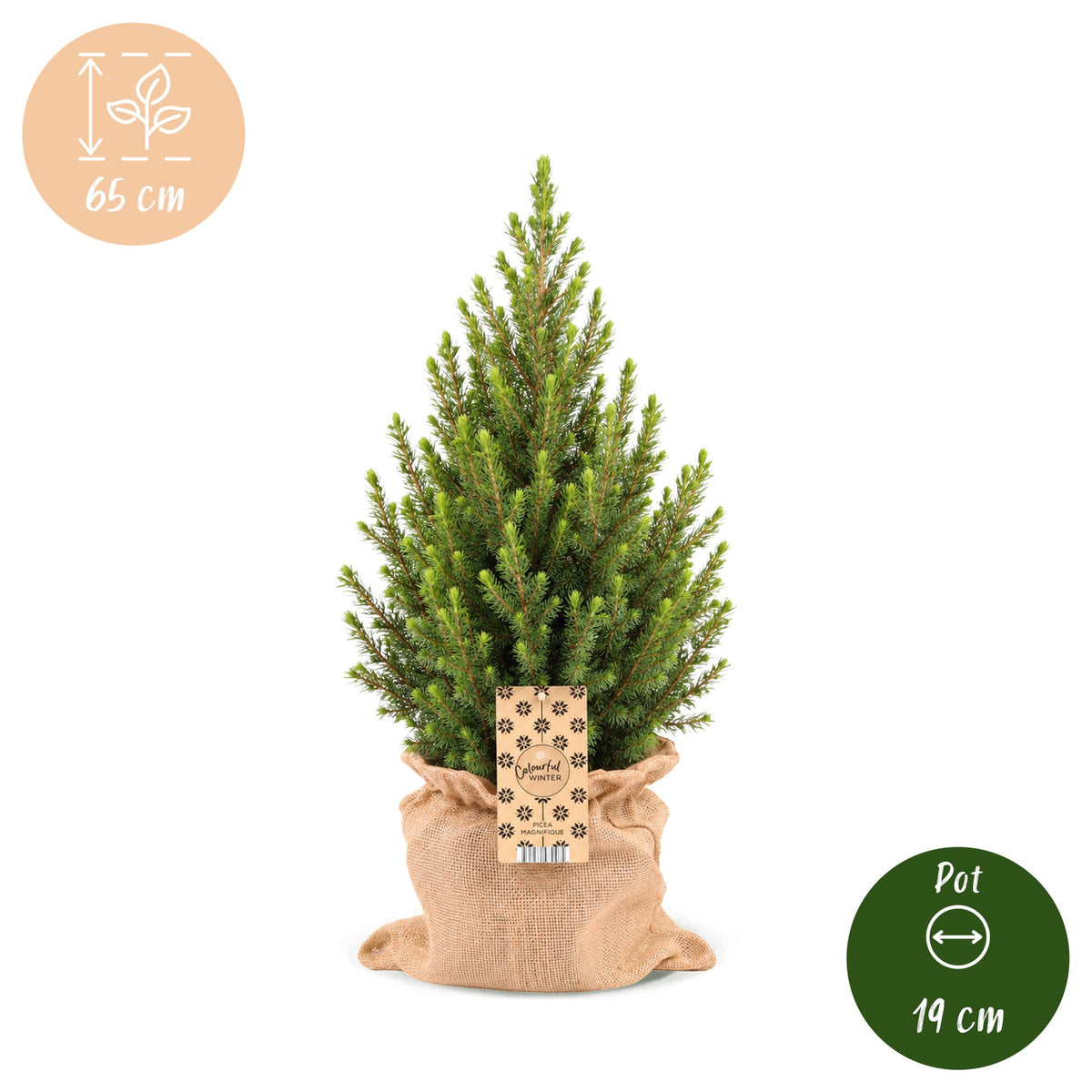 Picea glauca Conica - 2x Kegelspar - Groen - Kerstboom - incl. jute zak - Ø19cm - ↕65cm