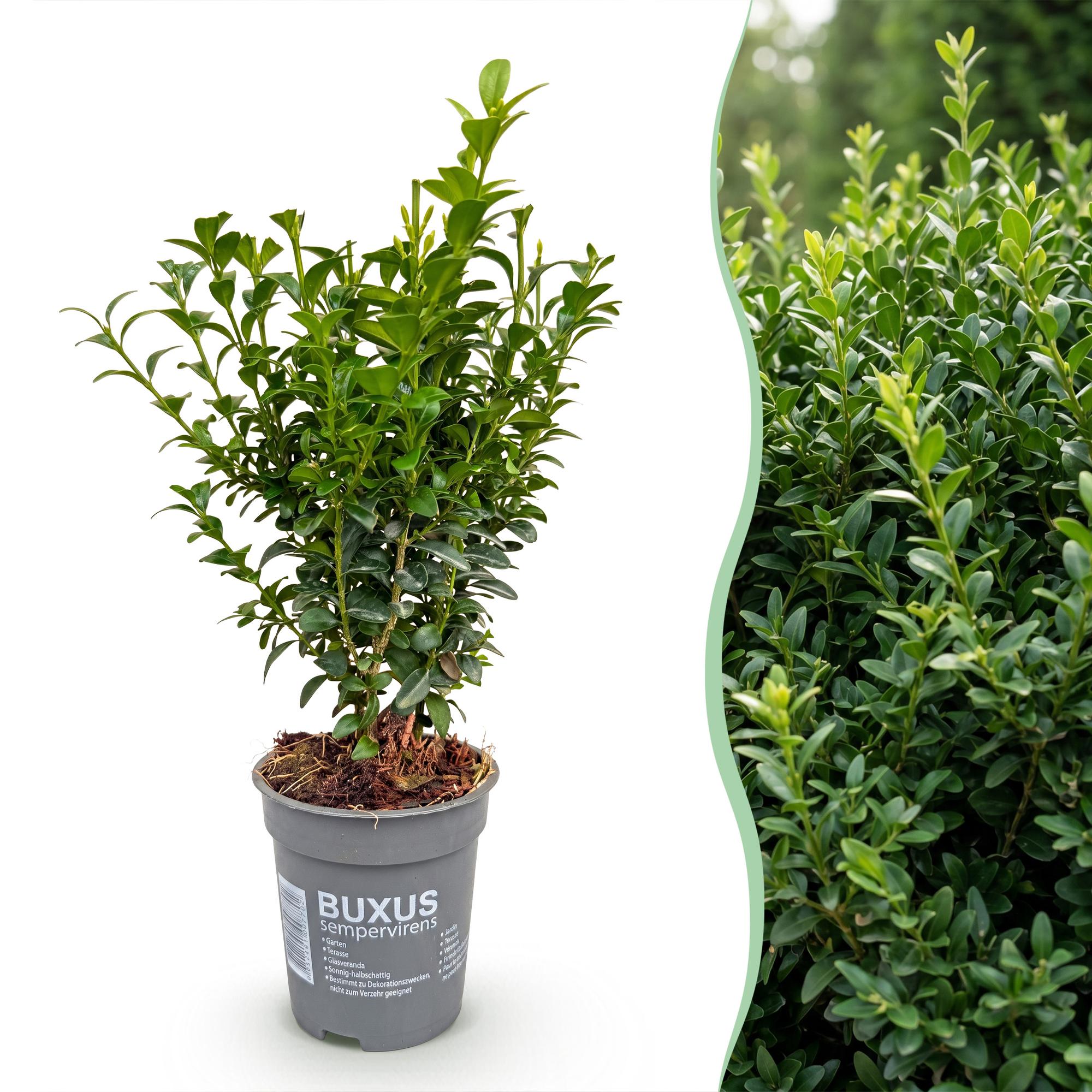 Buxus sempervirens - 24x - Haagplanten - Groenblijvend - Groen - Pot 9cm - Hoogte 20-25cm