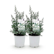 Eucalyptus boom - Eucalyptus gunni  - Grijs - 2 Planten - Winterhard - Pot 17cm Hoogte 40cm