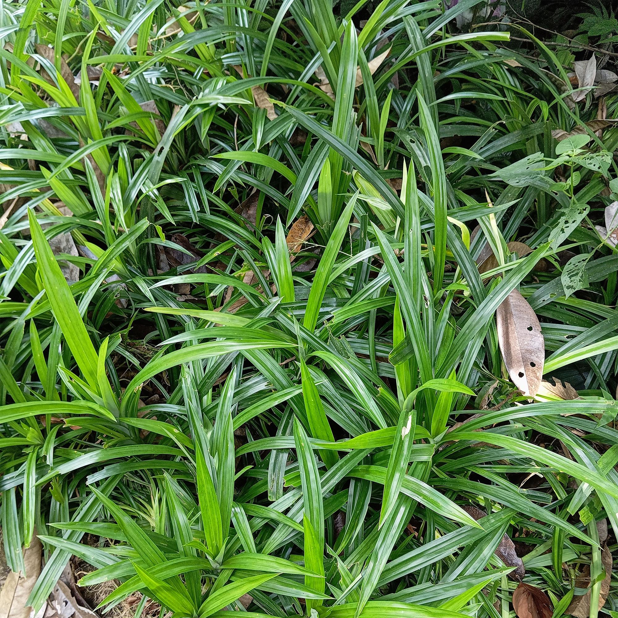 Carex morrowii Irish Green - Groen & Geel - 4 Planten - Bladhoudend - Weinig Onderhoud - Pot 17cm Hoogte 50cm
