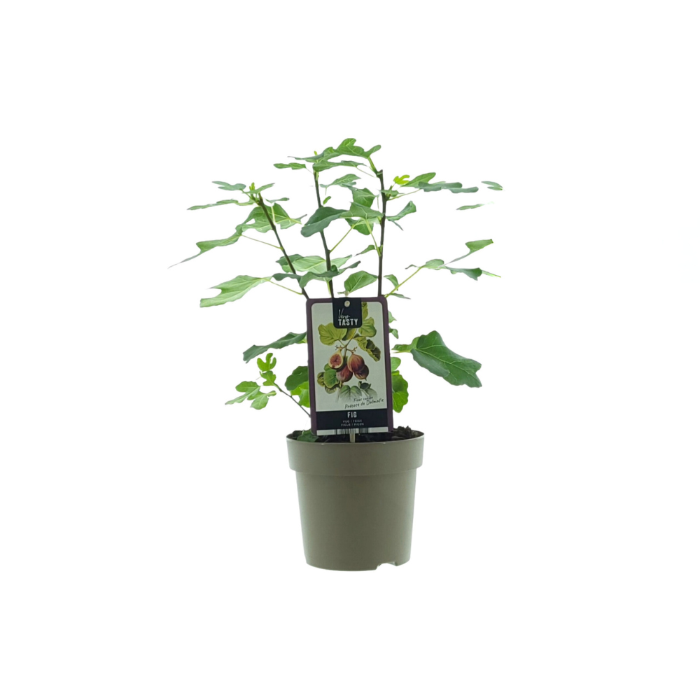 Ficus Precose De Dalmacia - Ø15cm - ↕40cm