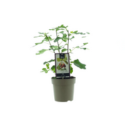 Ficus Precose De Dalmacia - Ø15cm - ↕40cm