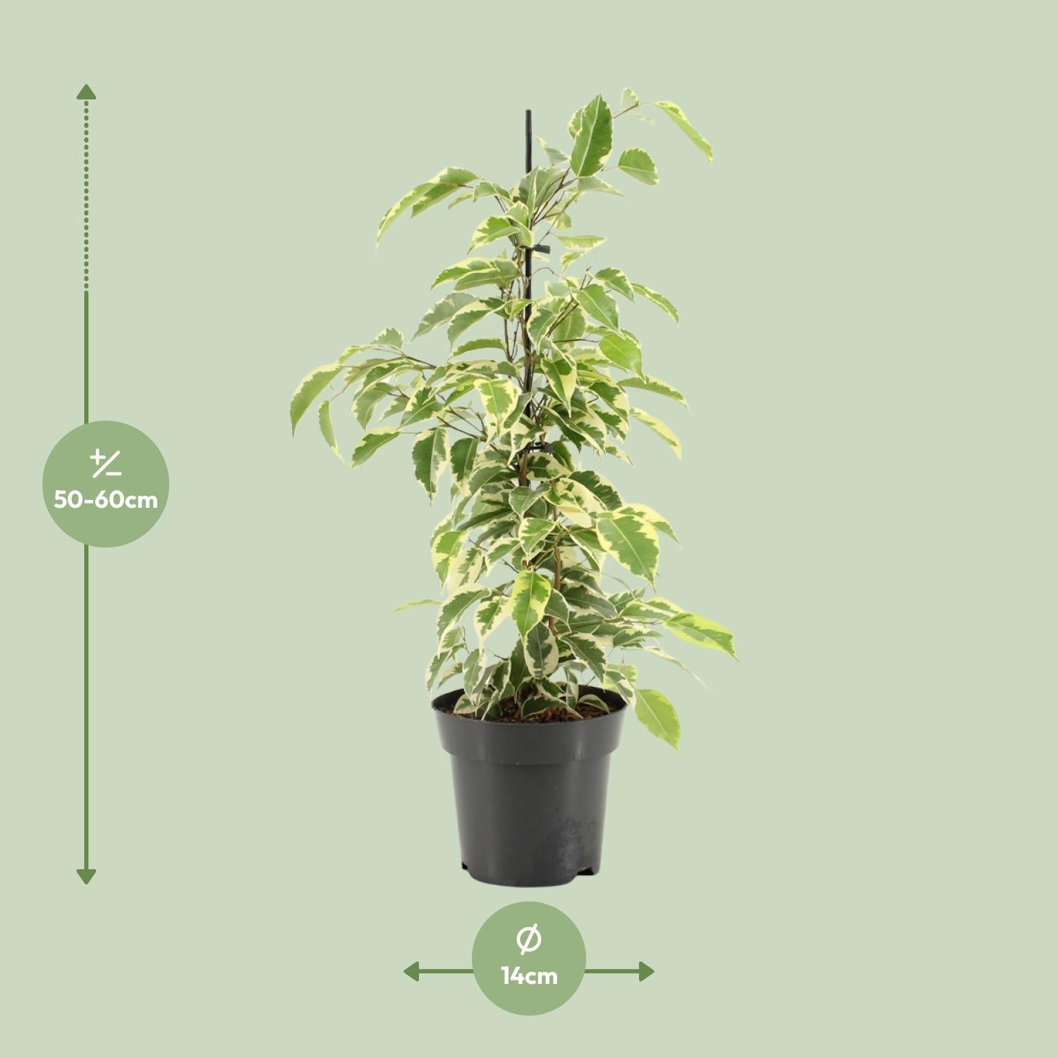 Ficus Benjamina Samantha - Ø14cm - ↕55cm