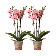 Kolibri Orchids I COMBI DEAL of 2 Phalaenopsis orchids - Pirate Picotee - pot size Ø12cm | flowering houseplant - fresh from the grower